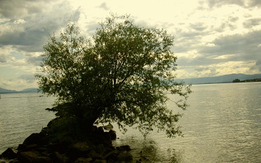 puzzle 11 arbre sur la lac